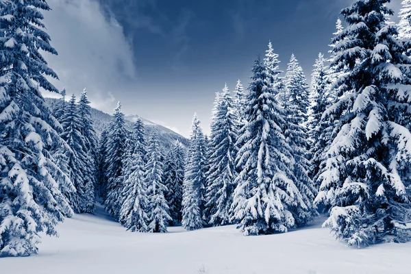 Winter — Stockfoto