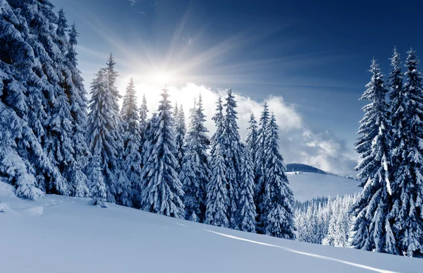 Vinter — Stockfoto