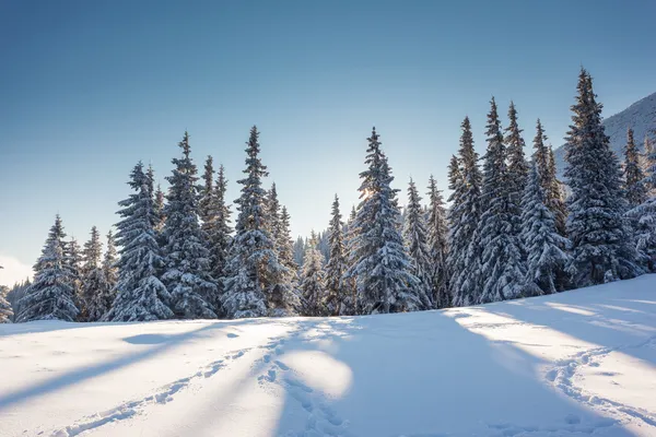 Inverno — Fotografia de Stock