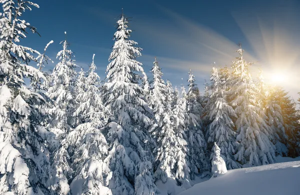 Vinter — Stockfoto