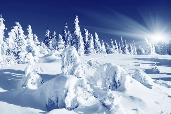 Vinter — Stockfoto