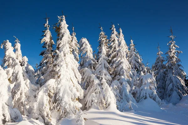 Invierno — Foto de Stock