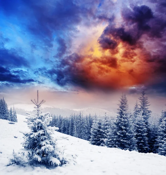 Winter — Stockfoto