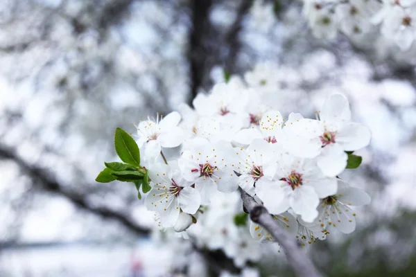 Blume — Stockfoto