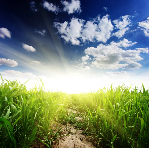 Grass — Stock Photo, Image