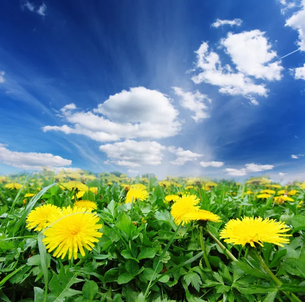 Flor — Fotografia de Stock