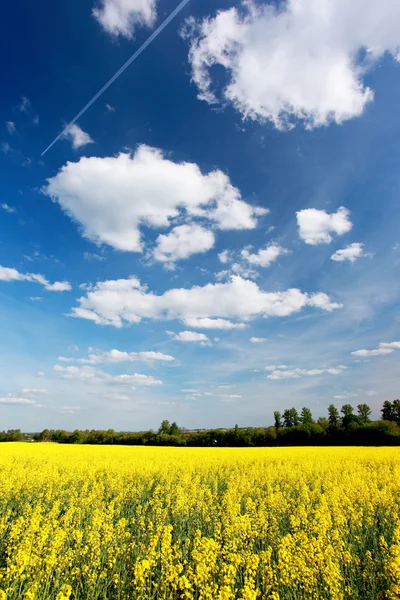 Feld — Stockfoto