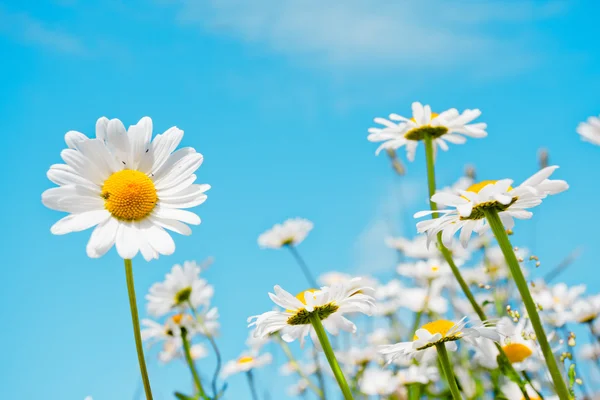 Flower — Stock Photo, Image