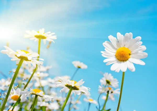 Flower — Stock Photo, Image