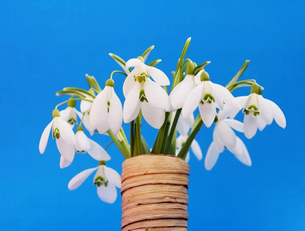 Snowdrops — Stock Photo, Image