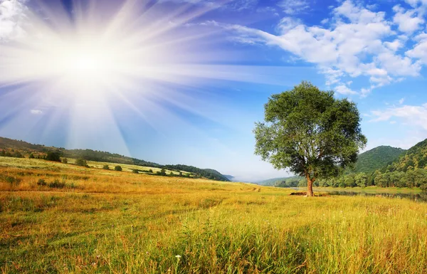 Tree — Stock Photo, Image