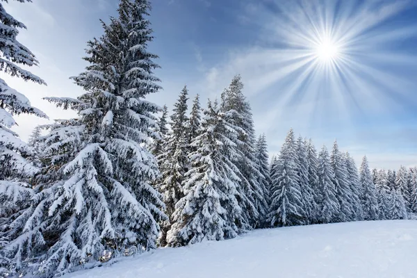 Vinter — Stockfoto