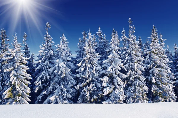 冬季景观 免版税图库图片