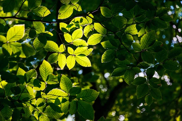 Leaf — Stock Photo, Image