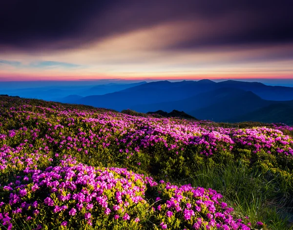 Flor — Foto de Stock