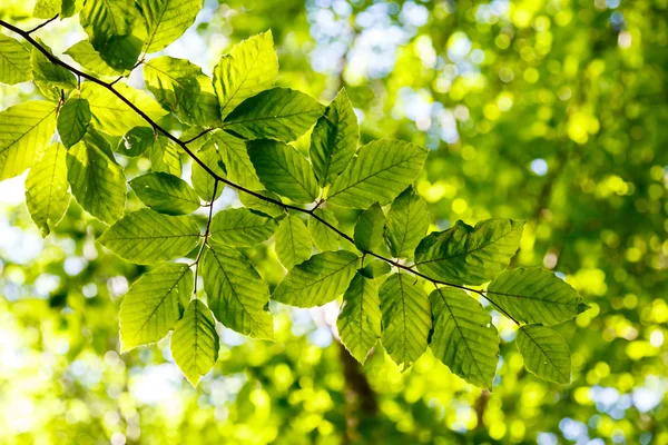 Leaf — Stock Photo, Image