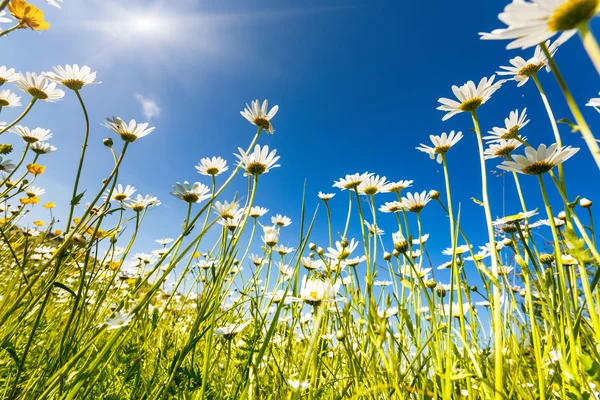 Sommerfeld mit weißen Gänseblümchen — Stockfoto
