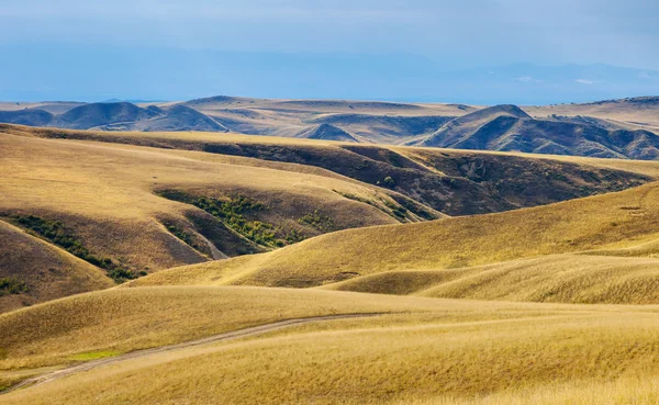 Wiese — Stockfoto