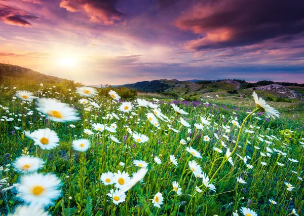 Çiçek. — Stok fotoğraf