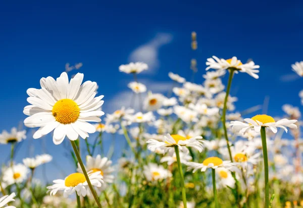 Summer field with white daisies — Stock Photo, Image