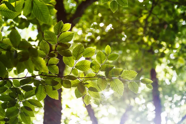 Leaf — Stock Photo, Image