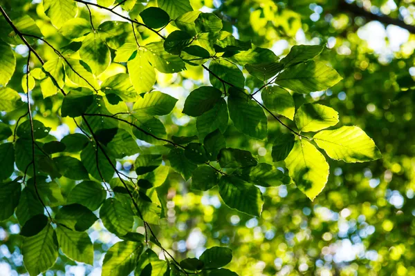 Leaf — Stock Photo, Image