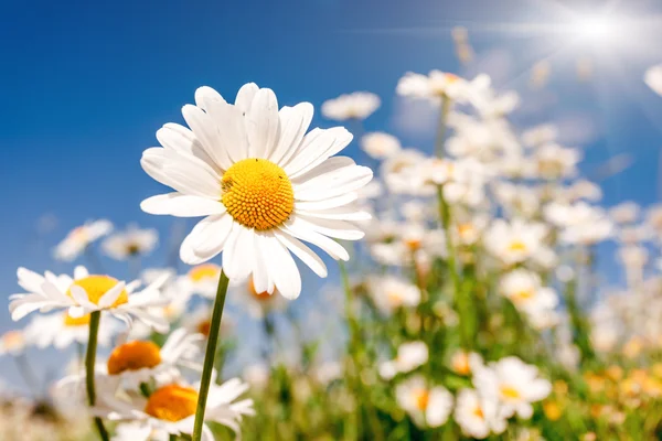 Champ d'été avec marguerites blanches — Photo