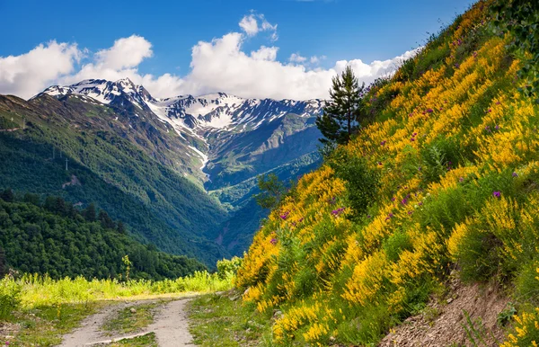 Alpine meadows görünümünü. — Stok fotoğraf