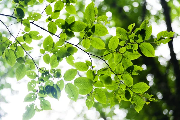明るい緑の葉の枝を — ストック写真