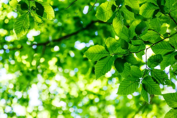 Green leaves on the branches — Stock Photo, Image