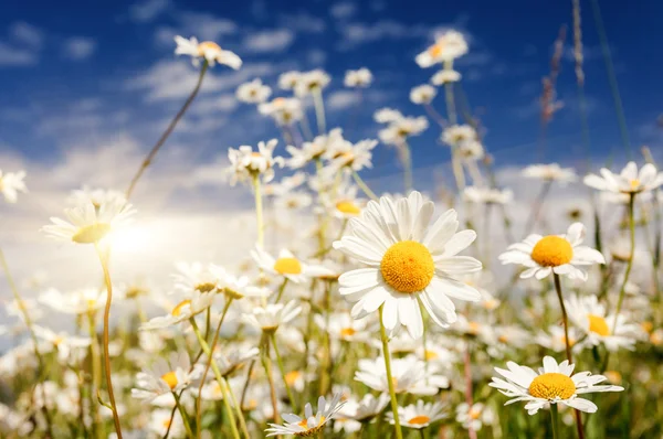 Letní pole s bílé sedmikrásky — Stock fotografie