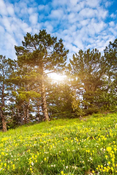 Foresta — Foto Stock