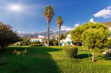 tropikal Hindistan cevizi avuç içi görünümünü.