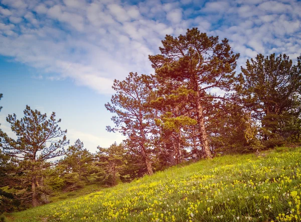 Hermoso día soleado está en el paisaje de montaña. — Foto de Stock