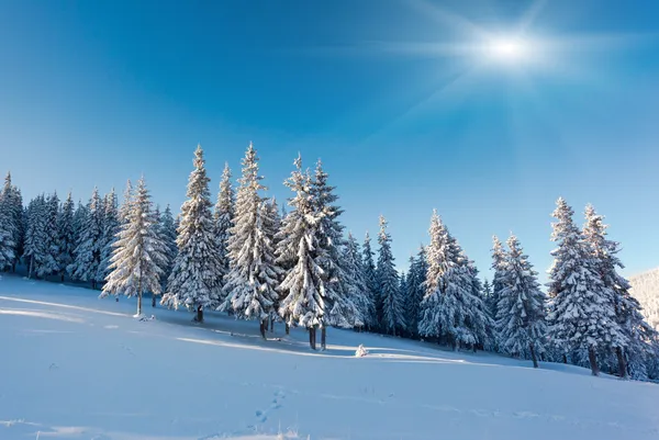 Fantastiskt vinterlandskap — Stockfoto