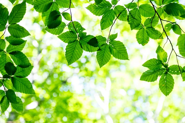 Bright green leaves on the branches — Stock Photo, Image