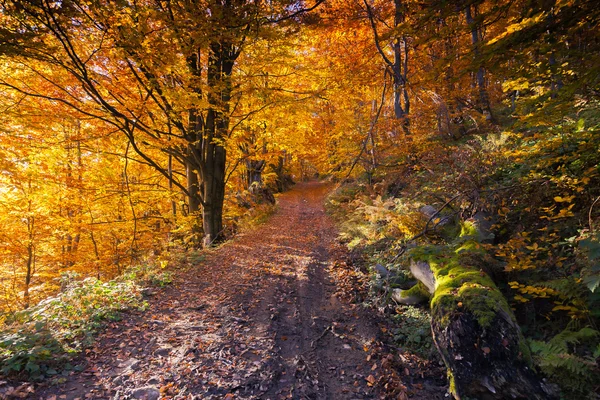 Belle foglie colorate d'autunnali nella foresta. — Foto Stock