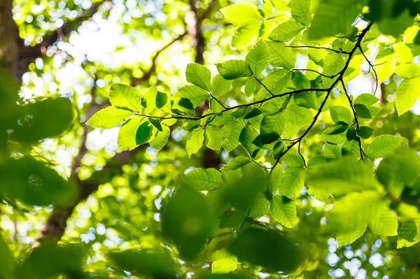 Bright green leaves on the branches — Stock Photo, Image