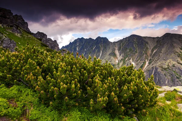 Nationaal park hoge tatra — Stockfoto