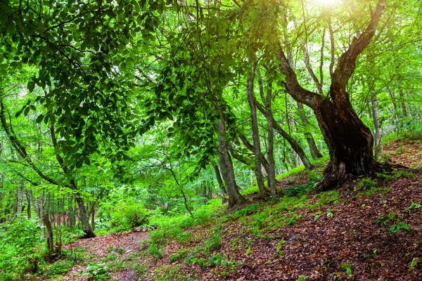 La lumière du soleil dans la forêt verte — Photo