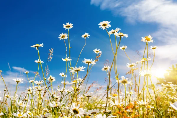 Zomer veld met wit daisies — Stockfoto