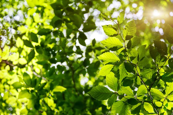 Folhas nos ramos na floresta. — Fotografia de Stock