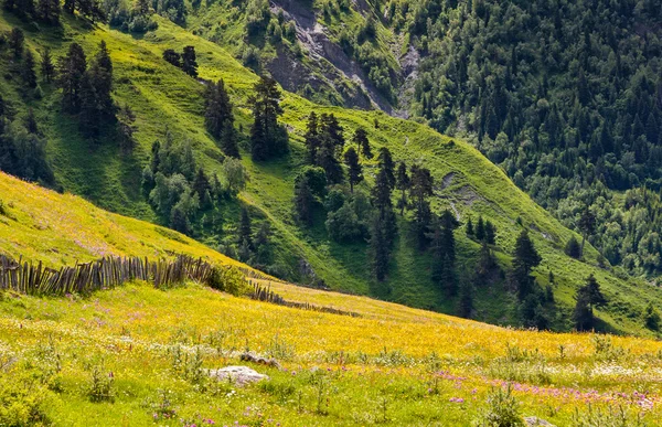 Alpine meadows güzel görünümü. — Stok fotoğraf