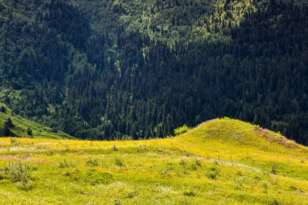 Alpine meadows güzel görünümü. — Stok fotoğraf