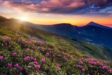 pembe ormangülü çiçek yaz dağ.