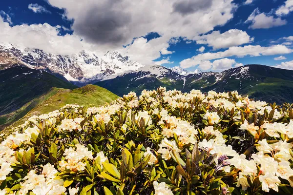 Alpine meadows at the foot of Mt. Shkhara — Stock Photo, Image