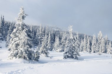 Güzel kış manzarası