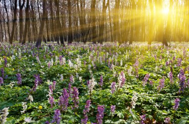 sabah gün batımı ve çiçekler