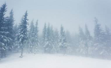 Güzel kış manzarası