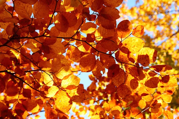 Feuilles colorées lumineuses sur les branches — Photo